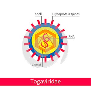 Togaviridae. Classification of viruses. photo