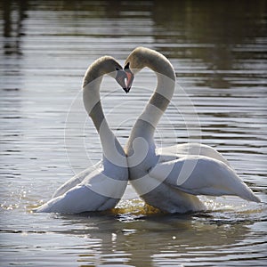 Together forever - the feelings, tenderness and love of a pair of swans.