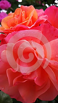 Together Forever rose, orange, then turning soft peach pink, close up with raindrops