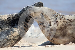 Togetherness. Animal friendship, love and emotion. Affectionate wild seals greeting