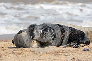 Togetherness. Animals in love cuddling. Affectionate seals hugging photo