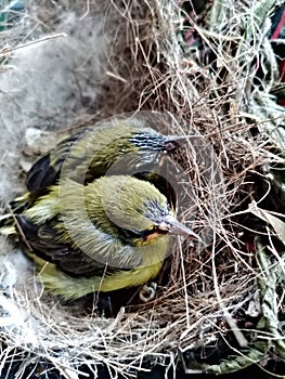 The togetherness of two little chicks in the nest