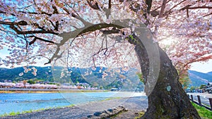 Togetsukyo bridge that crosses the Katsura River with scenic full bloom cherry blossom in spring