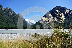 Toi toi in breeze with Southern Alps landscape across the silt laden edge of Dart River