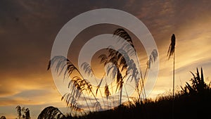 Toi Toi growing by the Waikato river