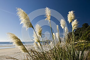 Toi toi plant, Beach, New Zealand.