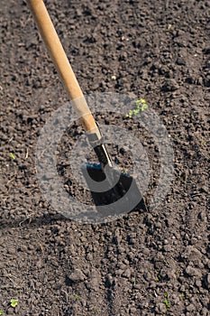 Toil work of ground. spade insert soil