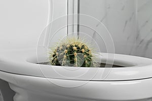 Toilet bowl with cactus near marble wall. Hemorrhoids concept