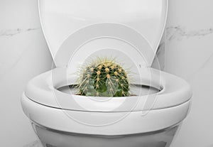 Toilet bowl with cactus near wall. Hemorrhoids concept