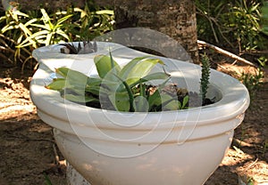 TOILET BOWL WITH PLANTS photo