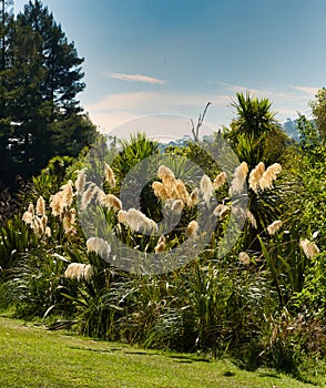 Toitoi - Prince Of Wales Feathers