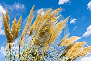 Toitoi or Toetoe: New Zealand native grass plant. Typical vegetation found in the Central Otago Rail Trail.