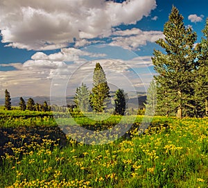 Toiyabe National Forest with spring flowers in green meadow, California photo