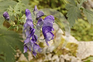 Tojad, Aconitum sp, monkshood