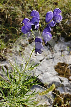 Tojad, Aconitum sp, monkshood