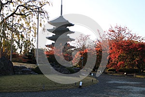 Toji pagoda and autumn leaves in the early morning, in Kyoto, Japan