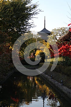 Toji pagoda and autumn leaves in the early morning, in Kyoto, Japan