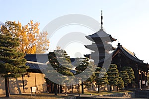 Toji pagoda and autumn leaves in the early morning, in Kyoto, Japan