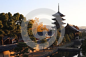 Toji pagoda and autumn leaves in the early morning, in Kyoto, Japan