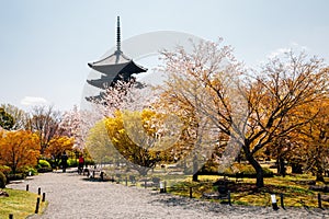 Toji temple with cherry blossoms at spring in Kyoto, Japan