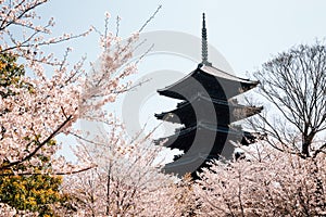 Toji temple with cherry blossoms at spring in Kyoto, Japan