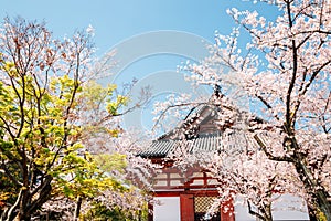 Toji temple with cherry blossoms at spring in Kyoto, Japan