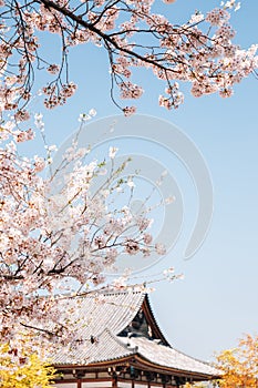 Toji temple with cherry blossoms at spring in Kyoto, Japan