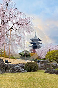 Toji Temple in Kyoto, Japan during beautiful full bloom cherry blossom season