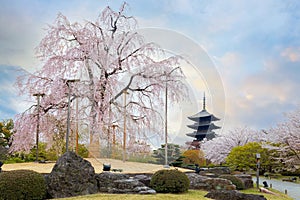 Toji Temple in Kyoto, Japan during beautiful full bloom cherry blossom season