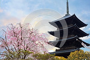 Toji Temple in Kyoto, Japan during beautiful full bloom cherry blossom season