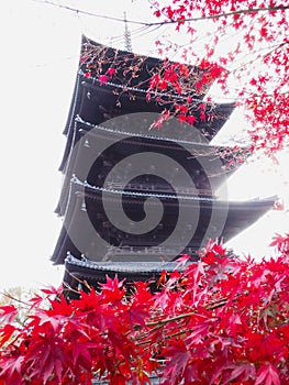 Toji wooden pagoda isolated white sky background,frame with red maple leaves branch tree in autumn season in Kyoto Japan in