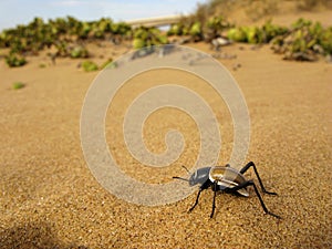 Tok-tokkie darkling beetle (Onymacris sp.) on sand of Namib desert in Namibia, South Africa