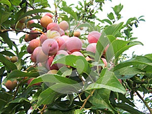 Toka Plums starting to ripen