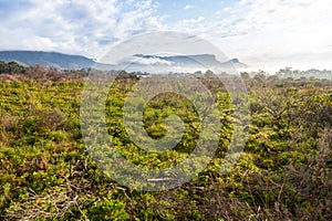 Tokai forest with the back of Table mountain in the distance.