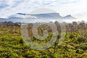 Tokai forest with the back of Table mountain in the distance.