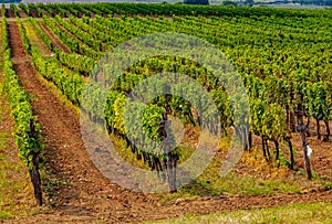 Tokaj landscape with vineyard, Hungary