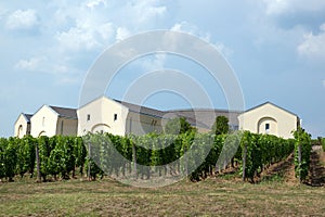 Tokaj vineyard