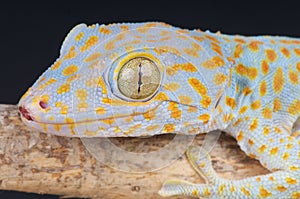 Tokay gecko