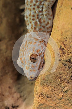 Tokay gecko