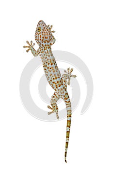 Tokay gecko
