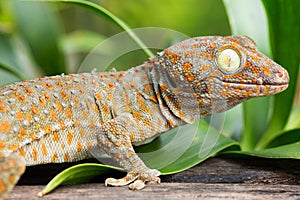 Tokay Gecko