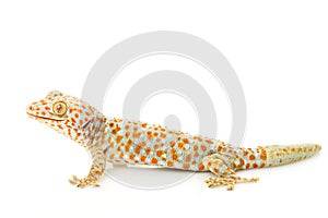 Tokay Gecko