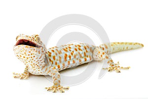 Tokay Gecko