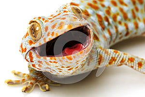 Tokay Gecko photo