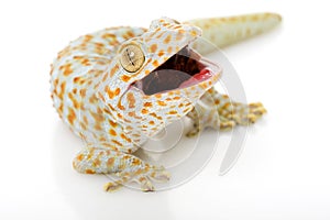 Tokay Gecko