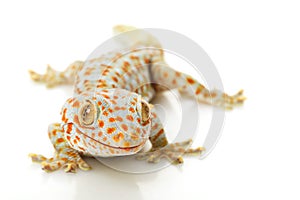 Tokay Gecko