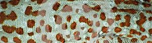 Tokay Gecko background .