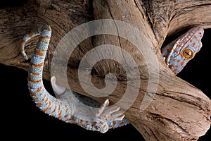 Tokay gecko climbing