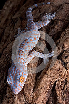 Tokay gecko climbing down tree