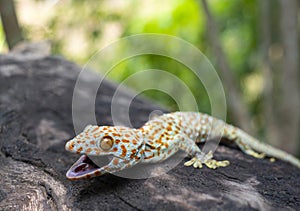 Tokay gecko clings into a tree on blurred background